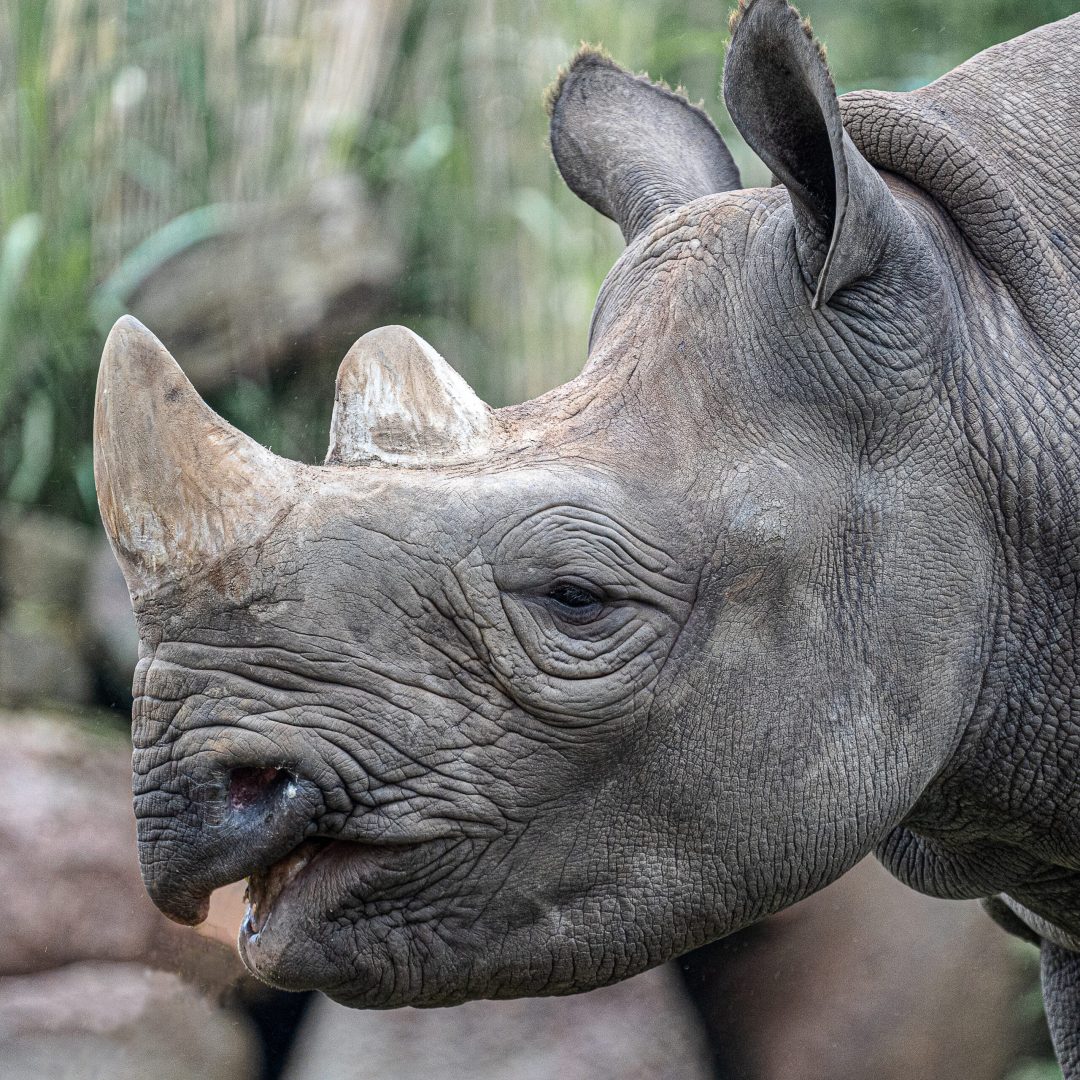 A closeup shot of a rhino's head during daytime